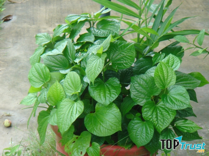 Lá lốt, bài thuốc quý