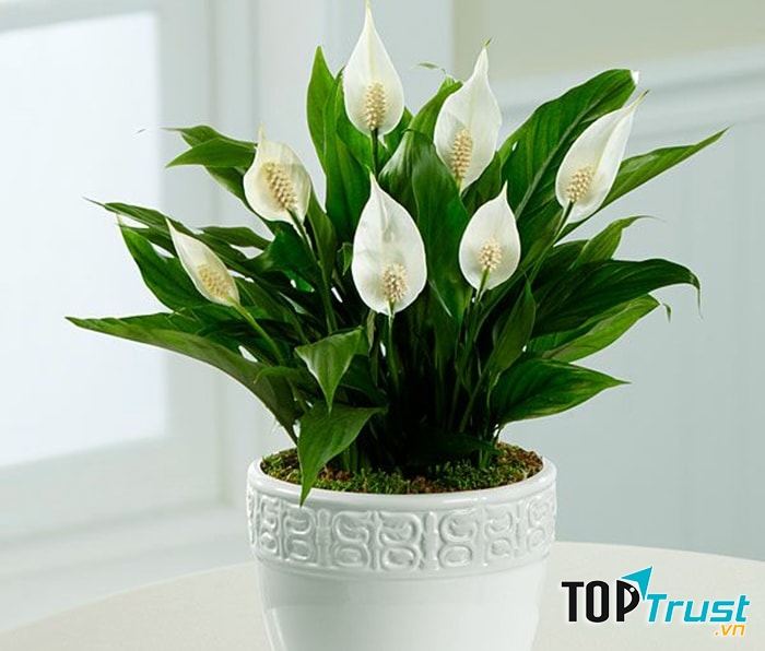 Cây lan ý tạo ra bầu không khí trong lành, cân bằng độ ẩm rất tốt