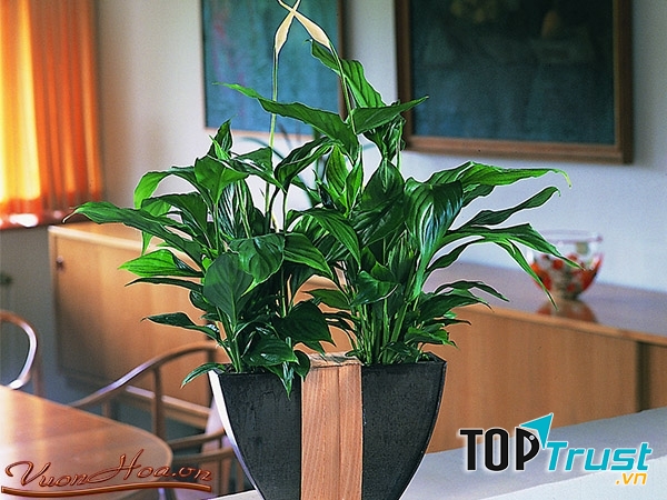 Lan ý có tác dụng điều hòa và hấp thu những nguồn năng lượng xung khắc trong nhà.