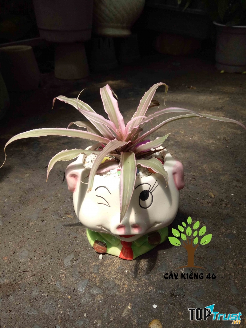 Chậu Lê Phụng Cơ ngộ nghĩnh