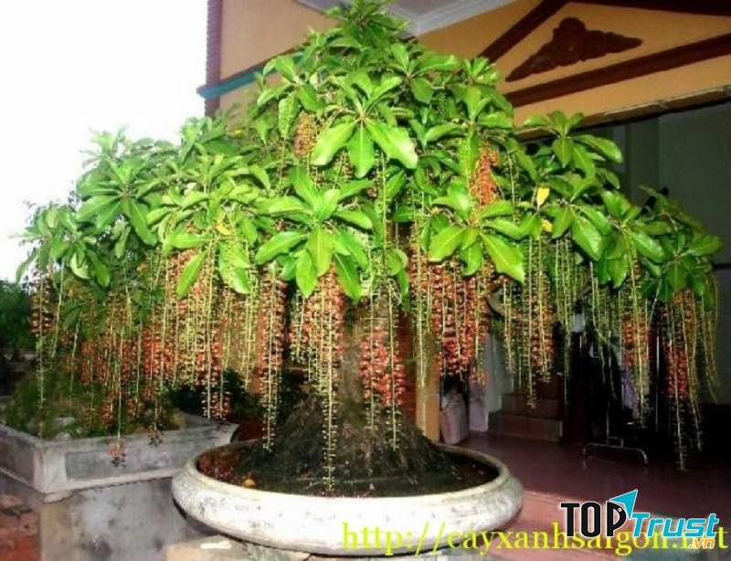 Biểu tượng Ông Lộc trong tam tinh Phúc Lộc Thọ.