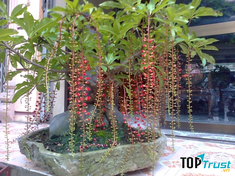 Khi hoa nở vào dịp Tết sẽ mang đến hỉ sự và may mắn cho gia đình.