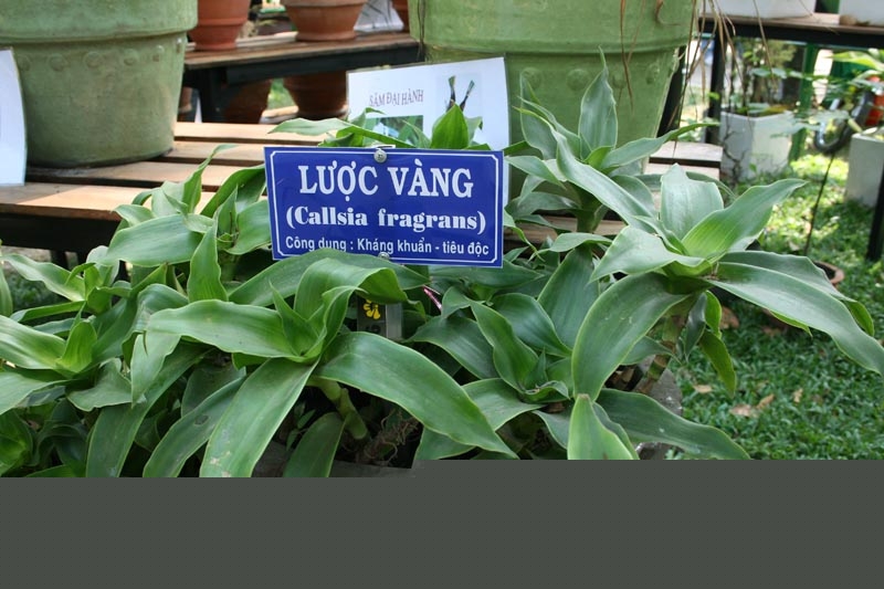 Cây lược vàng