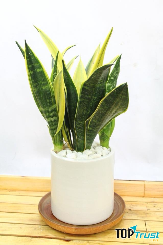 Cây lưỡi hổ thanh lọc không khí, hấp thụ độc tố rất tốt