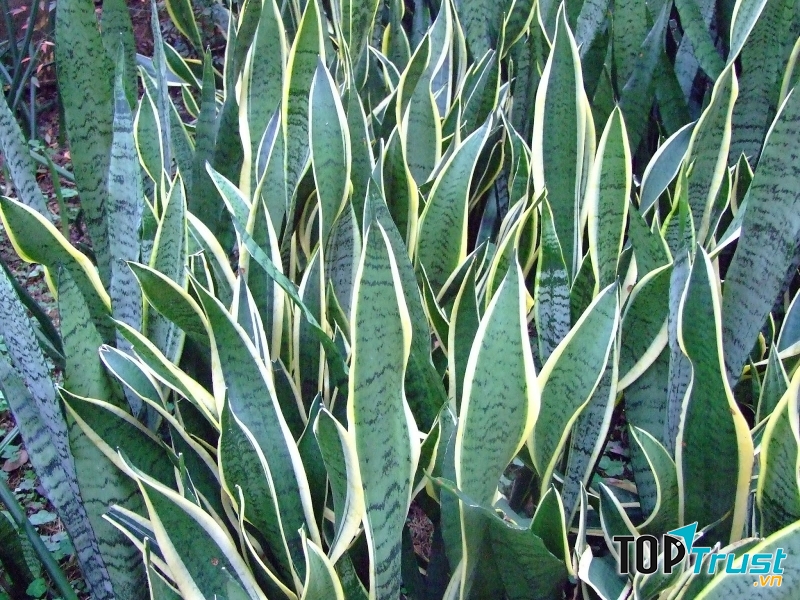 Cây lưỡi hổ