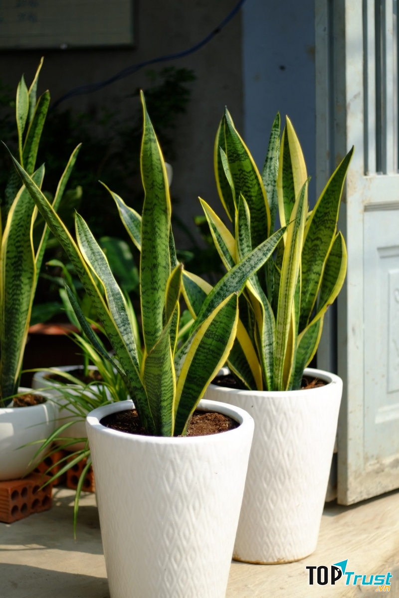 Cây lưỡi hổ có thể làm không khí tươi mát hơn