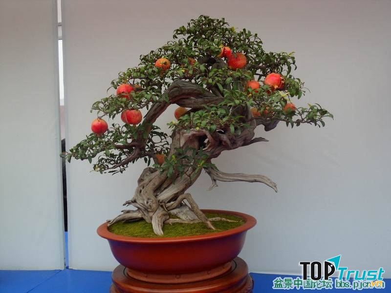 Biểu tượng con cháu đầy đàn và phúc thọ viên mãn.