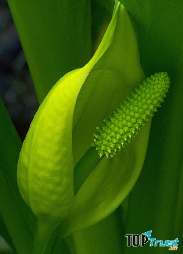 Cây Lysichiton americanus