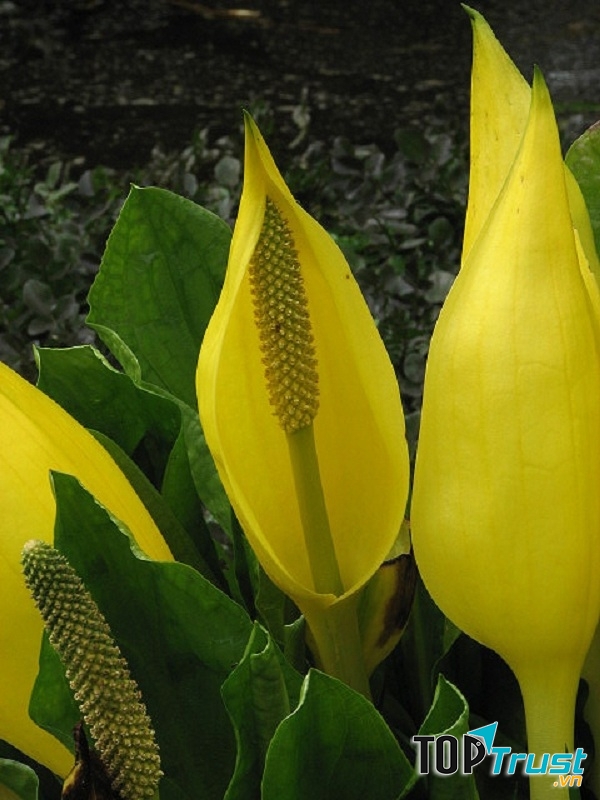 Lysichiton americanus