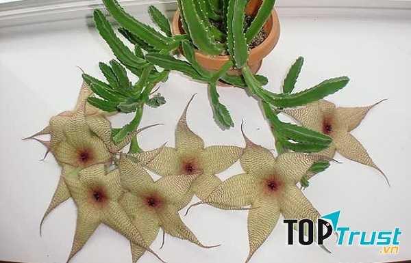 Hoa Stapelia gigantea