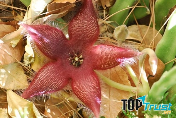 Hoa Stapelia gigantea