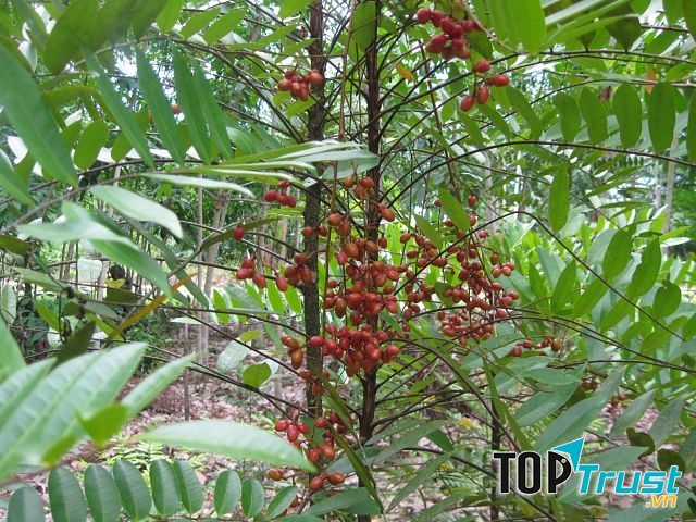 Cây mật nhân là vị thuốc giải độc gan hiệu quả