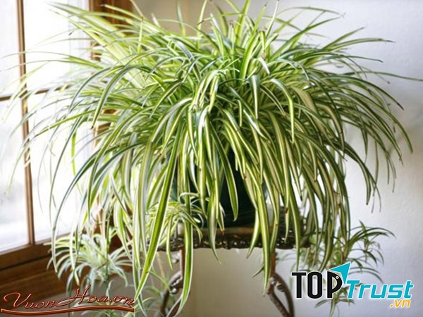 Trồng mẫu tử trong nhà sẽ tăng sự linh hoạt, khéo léo và tài vận cho chủ nhân.
