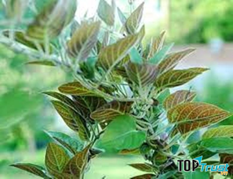 Rau mơ, món ăn và bài thuốc quý