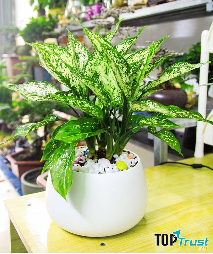 Cây Ngân hậu
