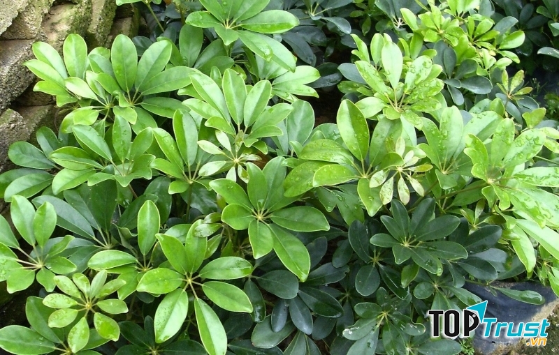 Ngũ gia bì là một loại cây cảnh được nhiều người biết đến với công dụng đuổi muỗi.