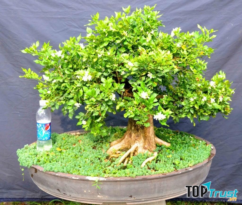 Cây nguyệt quế giúp cân bằng môi trường trong nhà