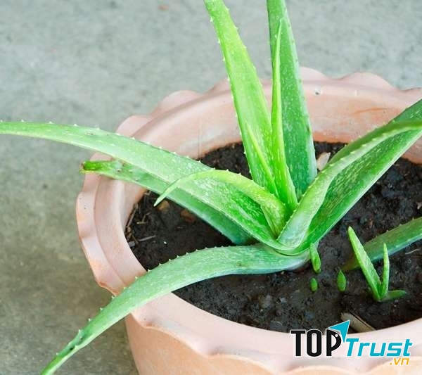 Cây nha đam giúp làm sạch không khí