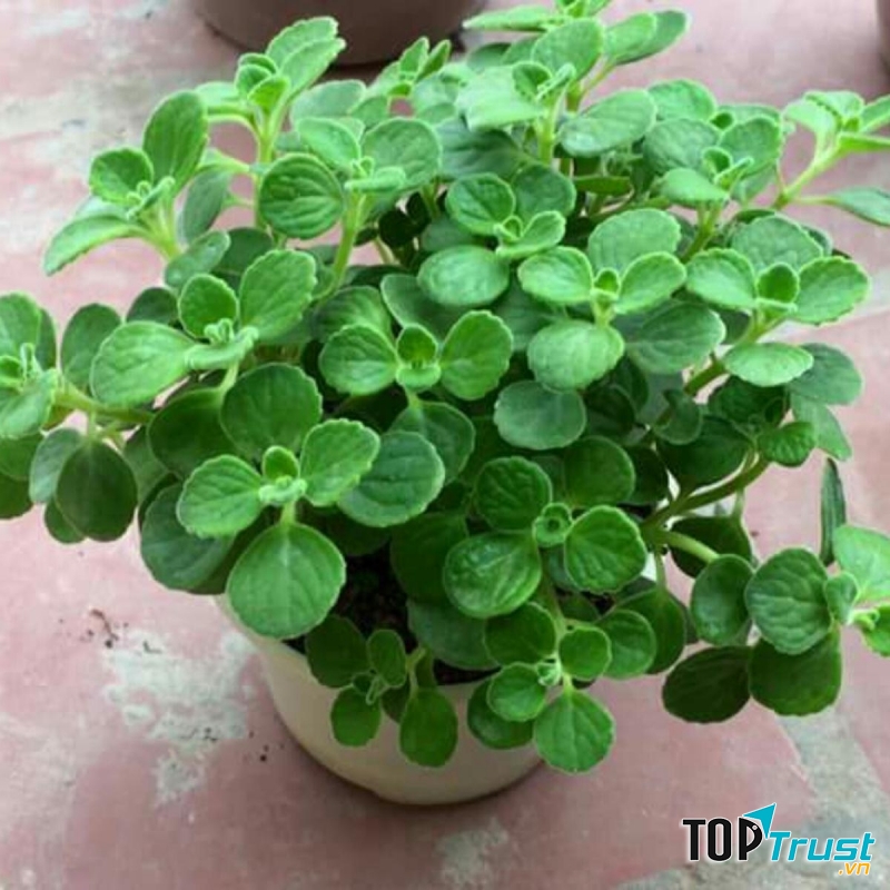 Nhất mạt Hương sở hữu hương thơm ngọt ngào