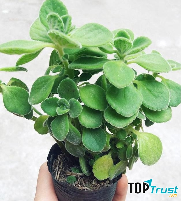 Cây nhất mạt hương