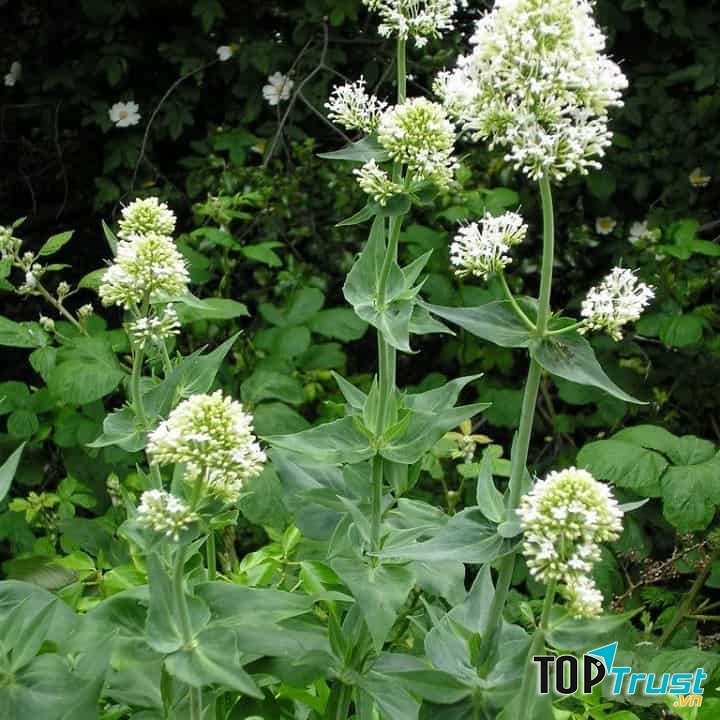 Ảnh minh họa - nguồn internet