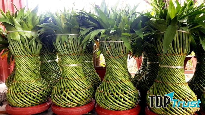 Cây phát lộc Tết âm lịch 2020