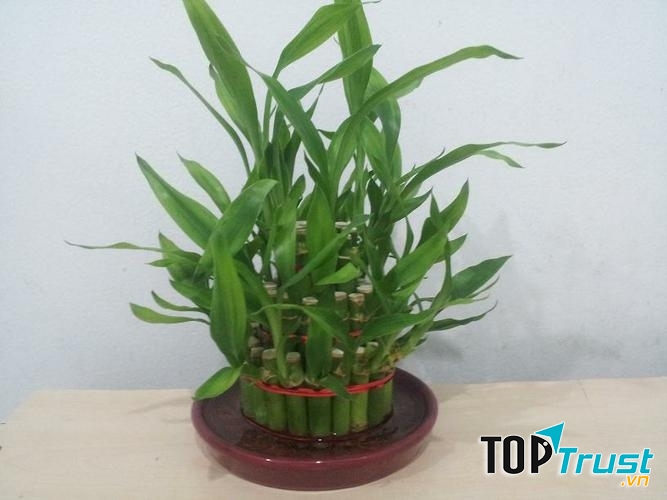 Cây phát lộc thu hút nguồn năng lượng tốt lành.