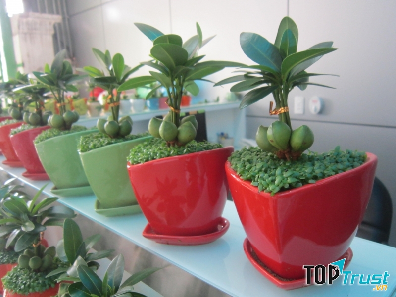 Mang ý nghĩa chiêu tài lộc cho gia đình.