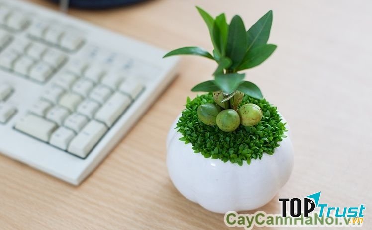 Nên trồng ở hướng Đông và Đông Nam để đón ánh sáng từ mặt trời.