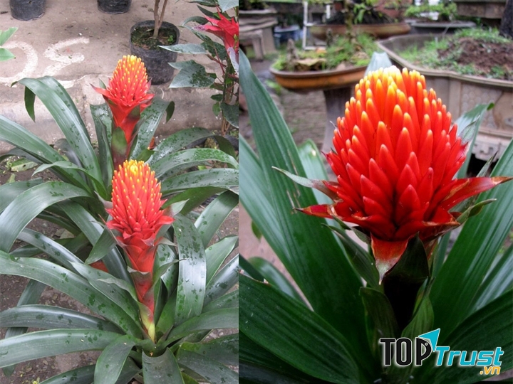 Cây phong lộc hoa