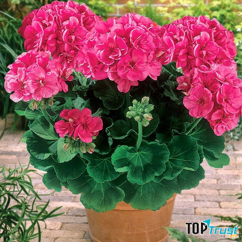 Cây phong lữ tốt cho sức khoẻ