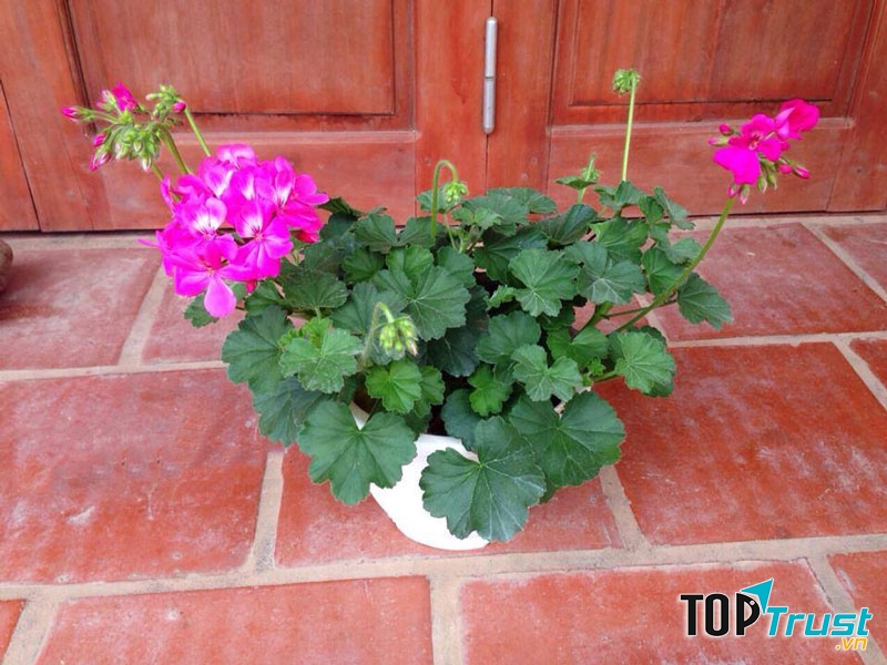 Cây phong lữ ra hoa