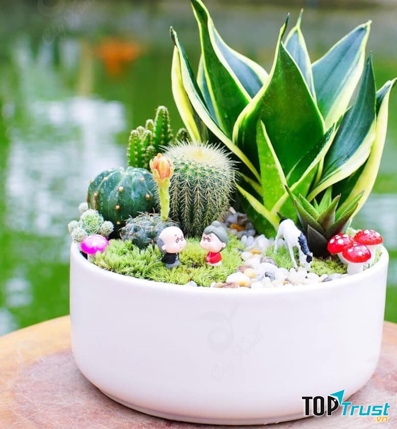 Cây Phong thủy, Sen đá Thanh Hóa