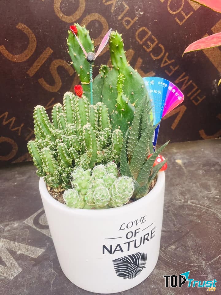 Cây Phong thủy, Sen đá Thanh Hóa