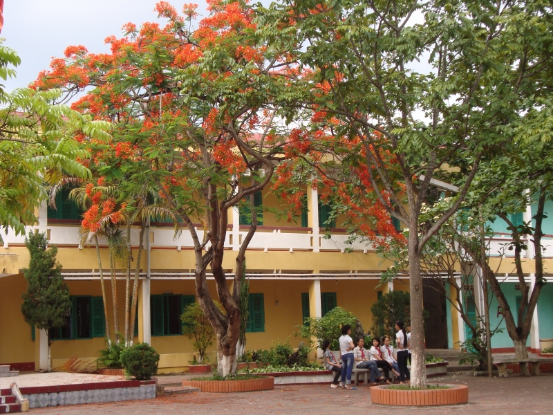 Ánh nắng xuyên qua những tán lá, rọi vào khung cửa sổ lớp em.