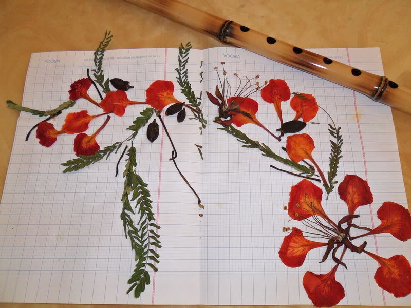 Những cánh phượng được dán trong lưu bút của tuổi học trò