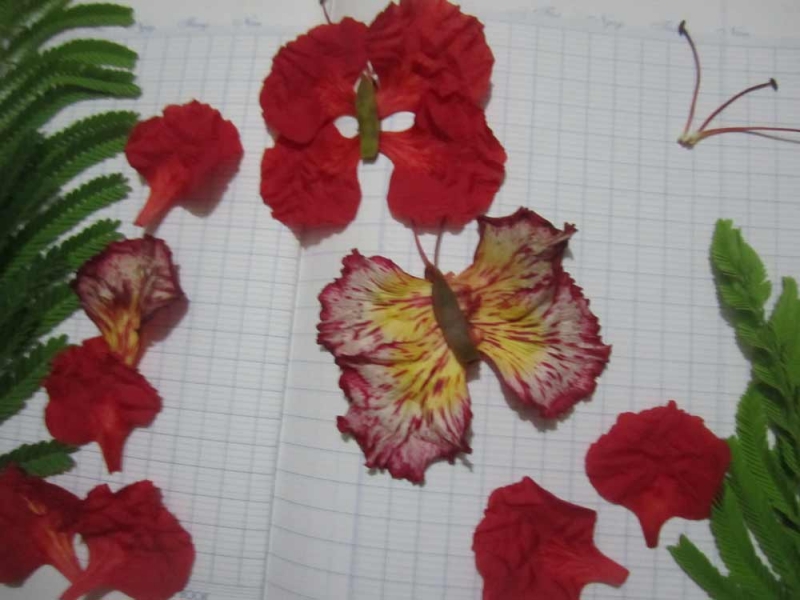 Chúng em thường nhặt lấy từng cánh phượng rơi rụng xuống đất ép vào trang vở thành những chú bướm xinh đẹp nhất