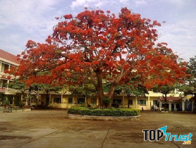 Thân phượng to đến mức phải cần bốn học sinh ôm mới hết được một vòng thân cây.