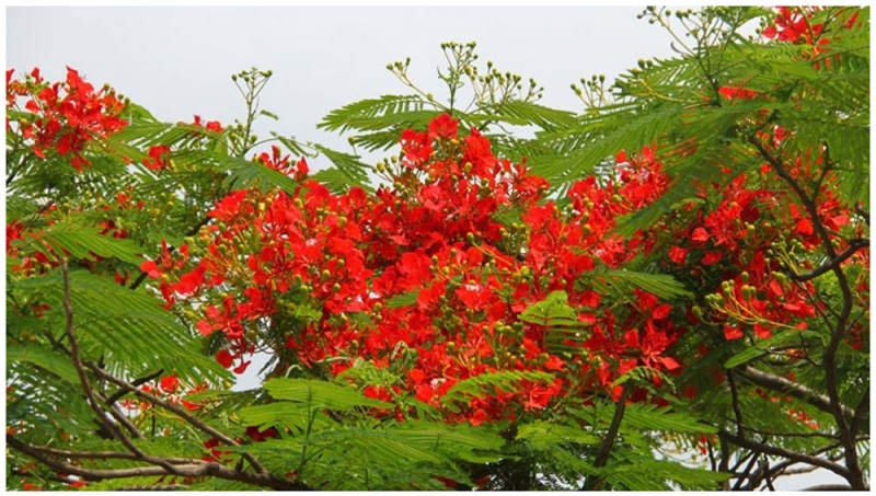 Giữa vùng trời mênh mông, giữa đám lá xanh um, những đóa phượng nổi bật lên, rực lửa kiêu sa dưới ánh nắng hạ