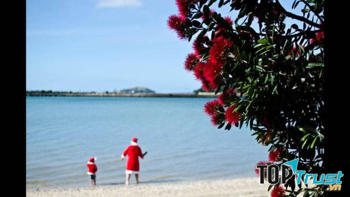 Cây pohutukawa là cây đặc trưng của lễ Giáng sinh ở New Zealand