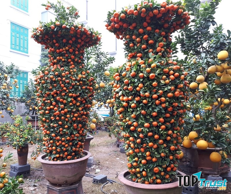 Cây quất