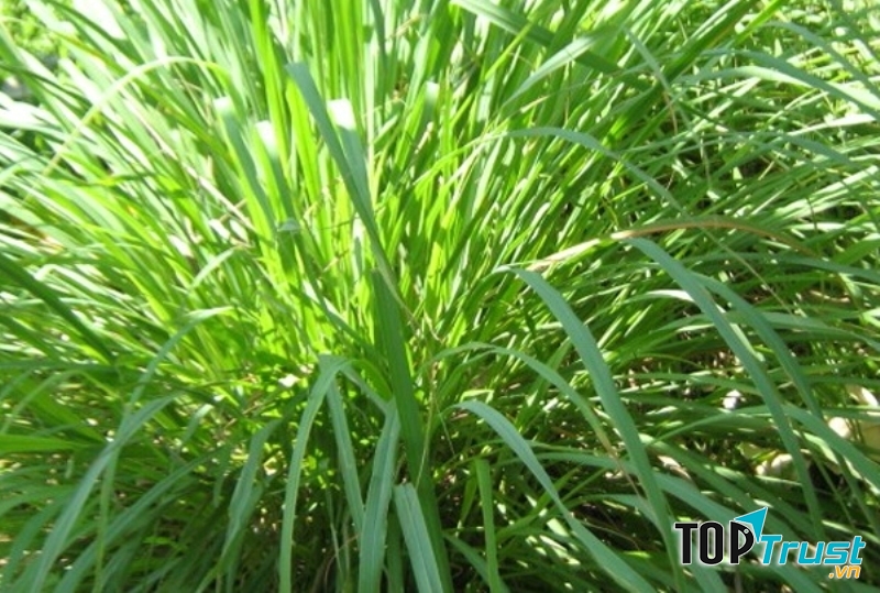 Sả vừa là gia vị nấu ăn vừa là vị thuốc quý