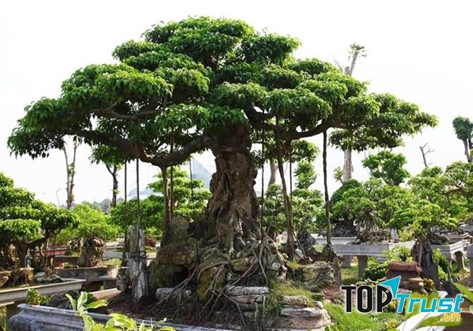 Cây sanh có tuổi đời trên trăm năm