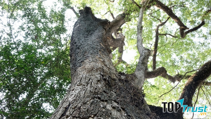 Ngọn cây gần ngang tầng thượng ngôi nhà hai tầng, dày đặc lá, lúc nào cũng xanh rì.