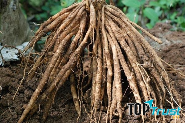 Cây Shatavari  - Thiên môn chùm