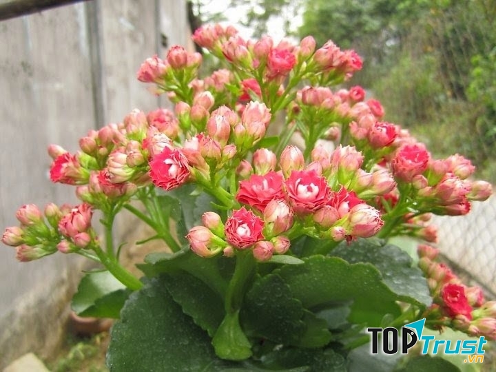 Cây sống đời có thể điều hòa không khí nhà bạn