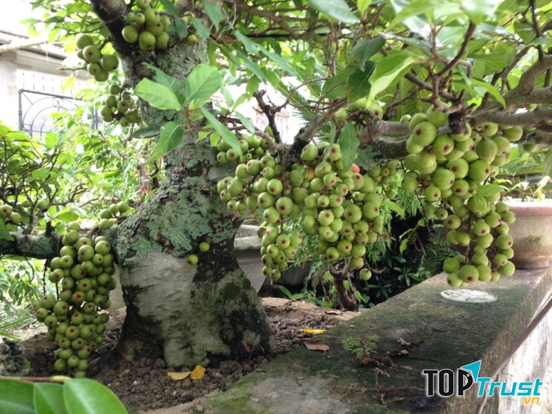 Đứng đầu trong bộ tam đa Phúc - Lộc - Thọ.