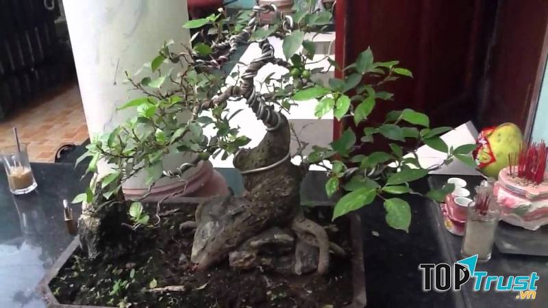 Một năm mới trù phú và sung túc khi có cây sung trang trí trong nhà.