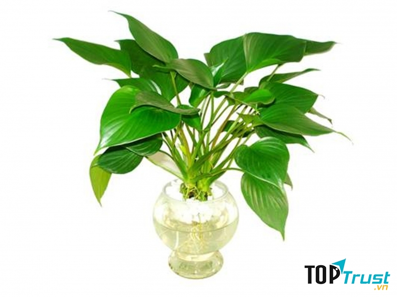 Loài cây lộc dễ trồng và giá cả hợp lý