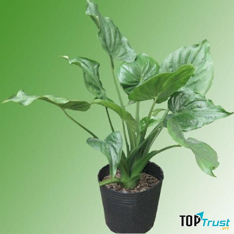 Mang đến phúc lành và tài lộc vì hình dáng giống như Tai của Đức Phật.